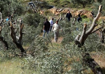 مستوطنون يقطعون أشجار زيتون ويسرقون ثمار أخرى في جالود
