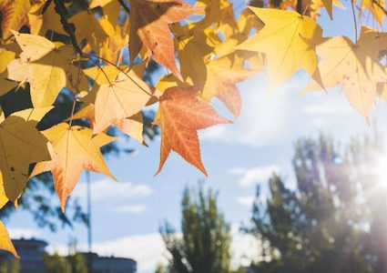 حالة الطقس: اجواء خريفية باردة نسبيا