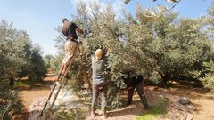 "فزعة" حملة شعبية لمساعدة المزارعين في قطف الزيتون وتعزيز صمودهم