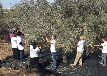 مواطنون يشاركون في الحملة التطوعية لقطف الزيتون في خربة ابزيق