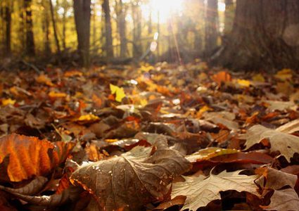 الطقس: أجواء خريفية باردة نسبياً