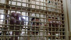 هيئة الأسرى: معتقلو "حوارة" يعانون أوضاعًا حياتية قاسية ومقلقة