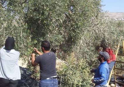 متطوعون ومتضامنون يشاركون فعالية قطف الزيتون في مسافر يطا