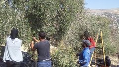 متطوعون ومتضامنون يشاركون فعالية قطف الزيتون في مسافر يطا