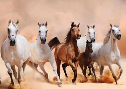 أصل الخيول الذي حيّر العلماء