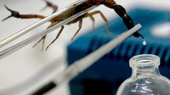 علماء: سم العقرب القاتل قد يساعد في علاج مرضى كورونا