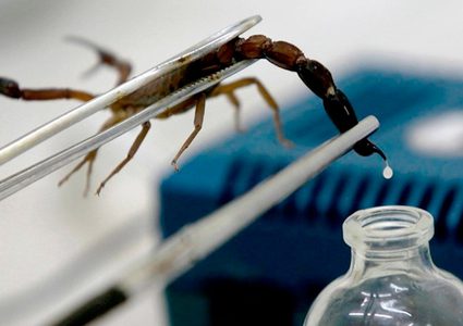 علماء: سم العقرب القاتل قد يساعد في علاج مرضى كورونا