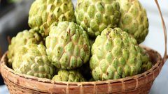 موسم زراعة فاكهة القشطة في قطاع غزة