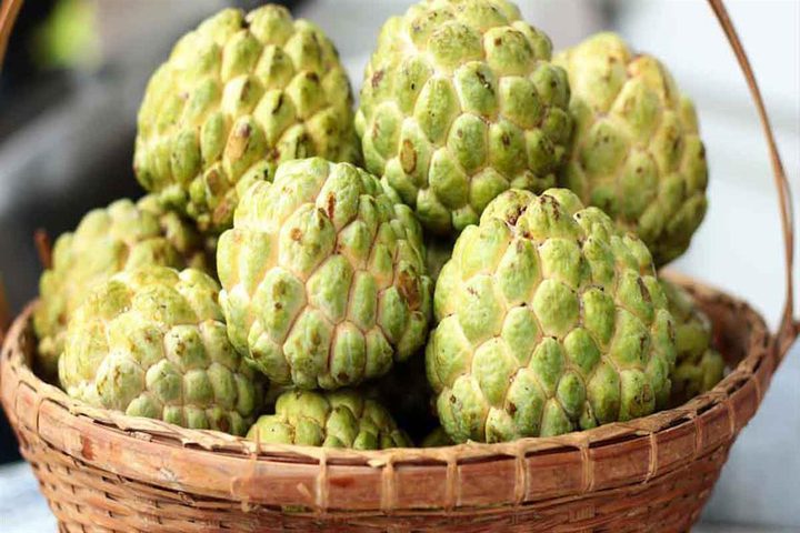 موسم زراعة فاكهة القشطة في قطاع غزة