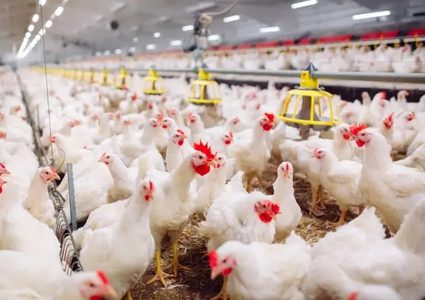 وزارة الزراعة : انخفاض أسعار الدجاج في الأسواق الفلسطينية