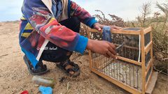 مهنة صيد العصافير على شاطئ دير البلح