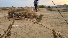 مهنة صيد العصافير على شاطئ دير البلح