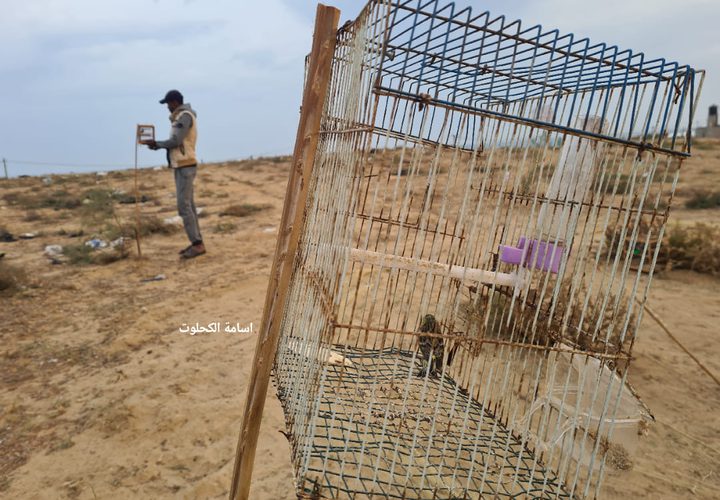 صور من مهنة صيد العصافير على شاطئ دير البلح- تصوير أسامة الكحلوت