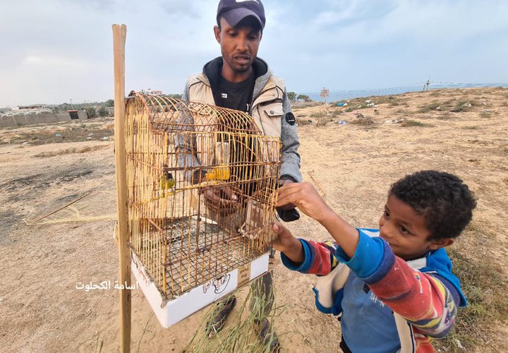 صور من مهنة صيد العصافير على شاطئ دير البلح- تصوير أسامة الكحلوت