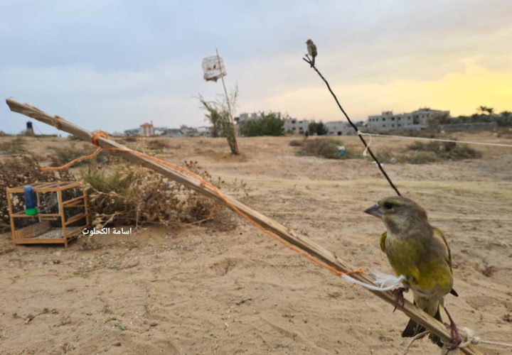 صور من مهنة صيد العصافير على شاطئ دير البلح- تصوير أسامة الكحلوت