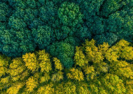 أكثر من 100 دولة يوقعون اتفاقا تاريخيا لحماية واستعادة الغابات