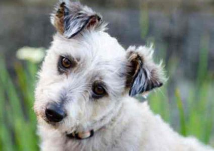 ما هو لغز إمالة الكلاب رأسها عند الحديث معها ؟