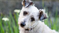 ما هو لغز إمالة الكلاب رأسها عند الحديث معها ؟