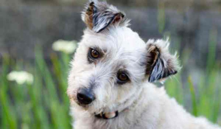 ما هو لغز إمالة الكلاب رأسها عند الحديث معها ؟