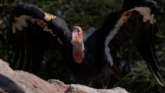 حالة نادرة.. نوع من النسور يتكاثر دون تزاوج