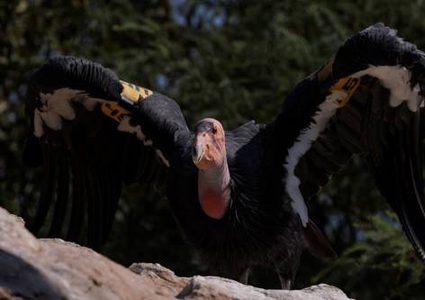 حالة نادرة.. نوع من النسور يتكاثر دون تزاوج