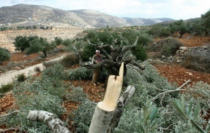 مستوطنون يقطعون 45 شجرة زيتون في بورين جنوب نابلس