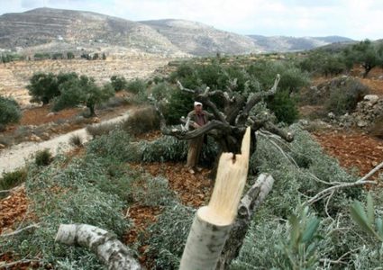 مستوطنون يقطعون 45 شجرة زيتون في بورين جنوب نابلس
