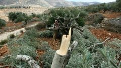 مستوطنون يقطعون 45 شجرة زيتون في بورين جنوب نابلس