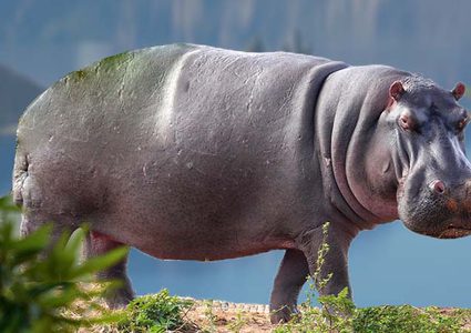 علماء يكتشفون علاجا للسمنة في جينات فرس النهر