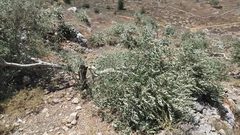 الاحتلال يقتلع أشتال زيتون في أراضٍ ببلدة بتير غرب بيت لحم