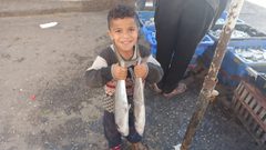 جانب من نتاج الصيد في ميناء دير البلح صباح اليوم- تصوير أسامة الكحلوت