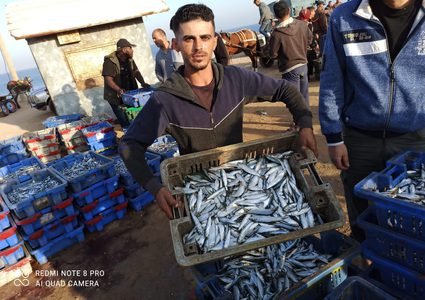 جانب من نتاج الصيد في ميناء دير البلح صباح اليوم- تصوير أسامة الكحلوت