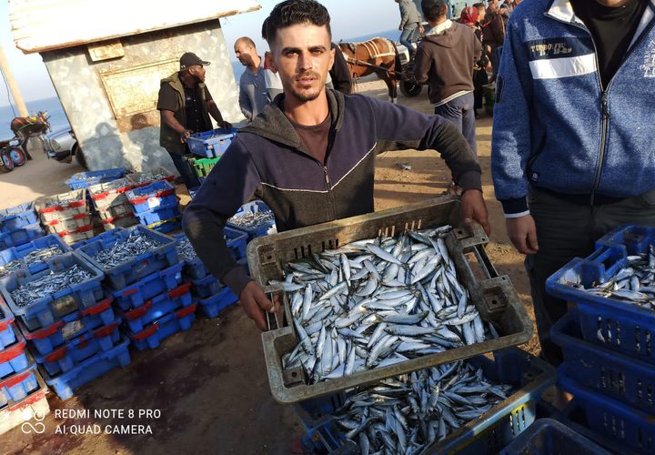 جانب من نتاج الصيد في ميناء دير البلح صباح اليوم- تصوير أسامة الكحلوت