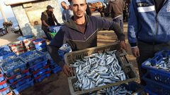 جانب من نتاج الصيد في ميناء دير البلح صباح اليوم