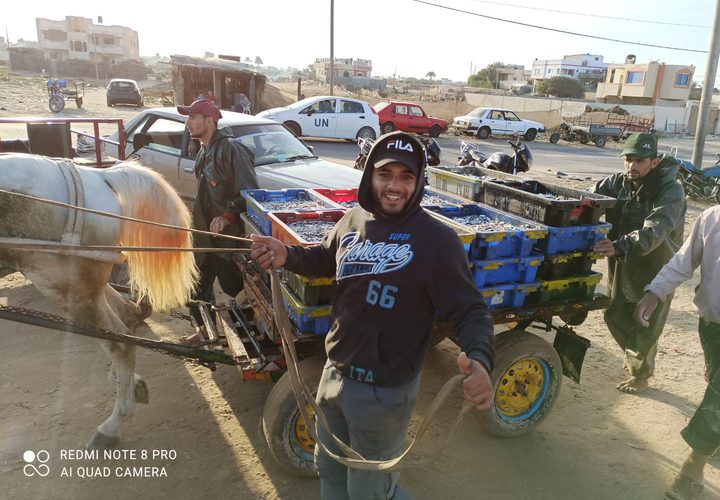 جانب من نتاج الصيد في ميناء دير البلح صباح اليوم- تصوير أسامة الكحلوت