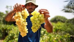 الزراعة في غزة تسمح باستيراد العنب من مصر