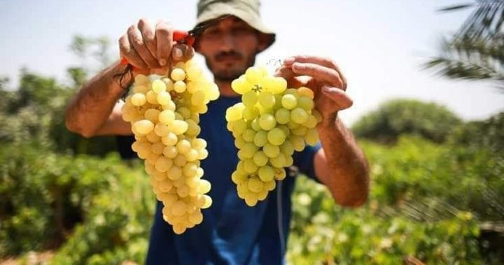 الزراعة في غزة تسمح باستيراد العنب من مصر