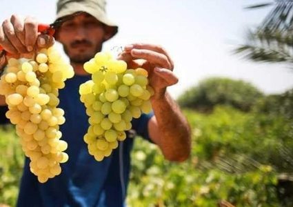 الزراعة في غزة تسمح باستيراد العنب من مصر