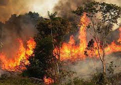 حرائق جنوب لبنان تلتهم مساحات خضراء واسعة