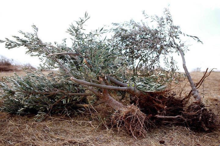 قوات الاحتلال تقتلع 250 شجرة زيتون ويجرف أراضي زراعية غرب سلفيت