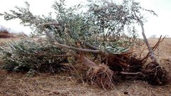 قوات الاحتلال تقتلع 250 شجرة زيتون ويجرف أراضي زراعية غرب سلفيت