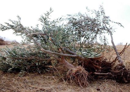 قوات الاحتلال تقتلع 250 شجرة زيتون ويجرف أراضي زراعية غرب سلفيت