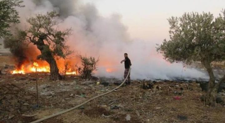 مستوطنون يحرقون 50 شجرة زيتون في الخليل