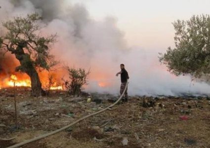 مستوطنون يحرقون 50 شجرة زيتون في الخليل