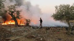 مستوطنون يحرقون 50 شجرة زيتون في الخليل