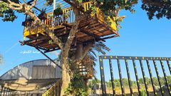 مزارع يبني حديقة معلقة على شجرة معمرة في أرضه المزروعة بالفراولة