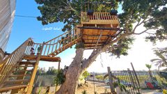 مزارع يبني حديقة معلقة على شجرة معمرة في أرضه المزروعة بالفراولة