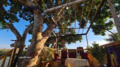 مزارع يبني حديقة معلقة على شجرة معمرة في أرضه المزروعة بالفراولة