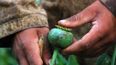 أفغانستان وزعت 320 طنا من الهروين النقي للعالم هذا العام