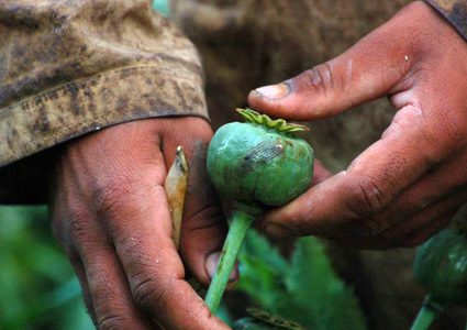 أفغانستان وزعت 320 طنا من الهروين النقي للعالم هذا العام